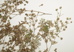 Potentilla inclinata