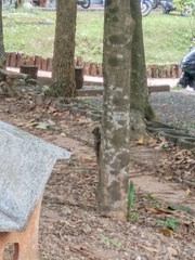 Callosciurus caniceps