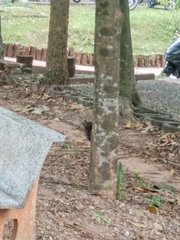 Callosciurus caniceps