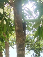 Callosciurus caniceps