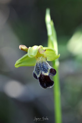 Ophrys sitiaca