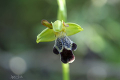 Ophrys sitiaca