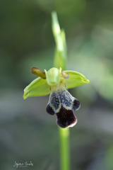 Ophrys sitiaca