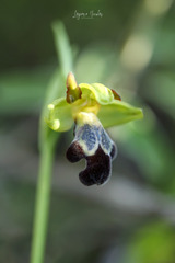 Ophrys sitiaca