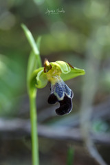 Ophrys sitiaca