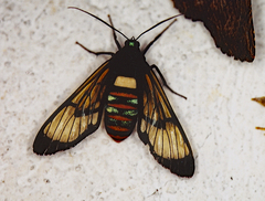 Autochloris jansonis