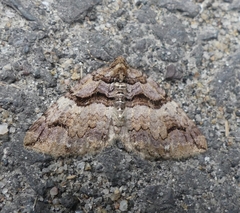 Anticlea vasiliata