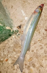 Odontesthes argentinensis