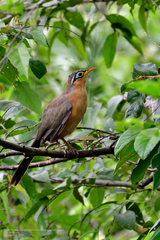 Morococcyx erythropygus