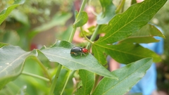 Cacoscelis nigripennis