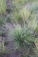 Trichanthecium natalense