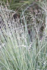 Trichanthecium natalense