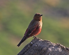 Leucosticte australis