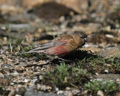 Leucosticte australis