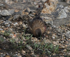 Leucosticte australis