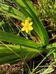 Hypoxis hemerocallidea
