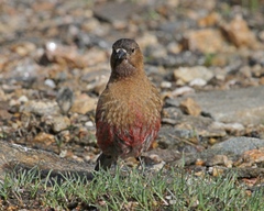 Leucosticte australis