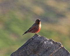 Leucosticte australis