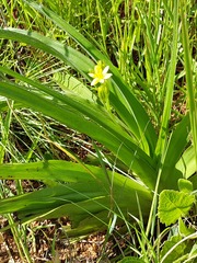 Hypoxis hemerocallidea