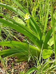 Hypoxis hemerocallidea