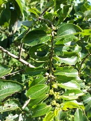 Ziziphus mucronata