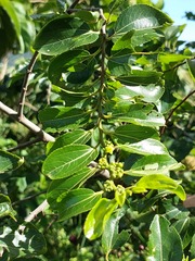 Ziziphus mucronata