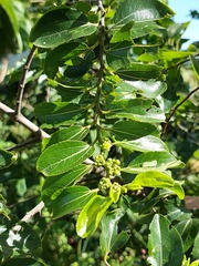 Ziziphus mucronata