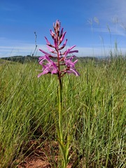 Disa patula