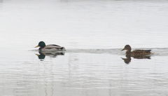 Anas platyrhynchos