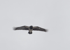 Corvus cornix
