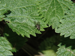 Limnophora obsignata