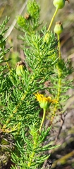 Euryops pinnatipartitus