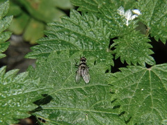 Limnophora obsignata