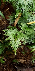 Selaginella longipinna