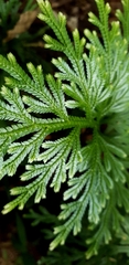 Selaginella longipinna