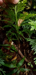 Selaginella longipinna