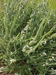 Aspalathus chortophila