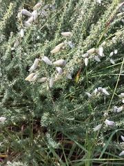 Aspalathus chortophila