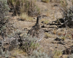 Centrocercus minimus