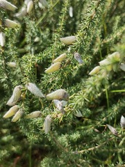 Aspalathus chortophila