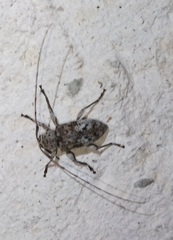 Atrypanius conspersus