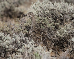 Centrocercus minimus