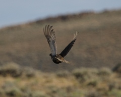 Centrocercus minimus