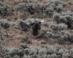 Centrocercus minimus