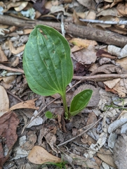 Arnoglossum