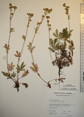 Potentilla litoralis