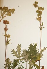 Potentilla litoralis