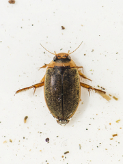 Rhantus exsoletus