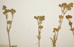 Potentilla litoralis