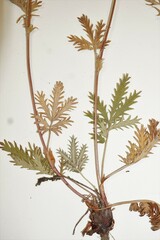 Potentilla litoralis